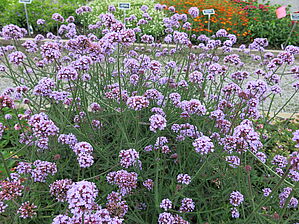 Verbena 'Meteor Shower' Impossible d'afficher l'image