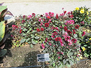 Impossible d'afficher l'image