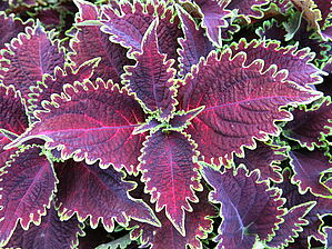 Plectranthus 'ColorBlaze Wicked Witch' Impossible d'afficher l'image