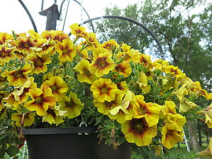 Impossible d'afficher l'image