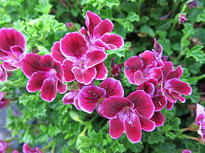 Impossible d'afficher l'image