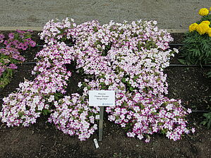 Impossible d'afficher l'image