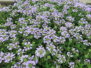 Verbena 'Lanai Syncro Blue Eyes' Impossible d'afficher l'image