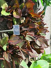 Impossible d'afficher l'image