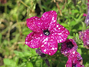 Impossible d'afficher l'image