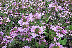 Impossible d'afficher l'image