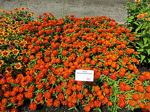 Zinnia Belize double Scarlet Impossible to display the image
