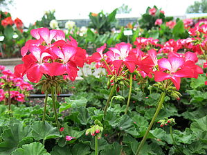 Impossible d'afficher l'image