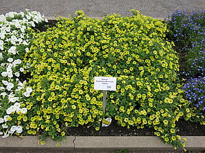 Petunia Supertunia Mini Vista 'Yellow' Impossible d'afficher l'image
