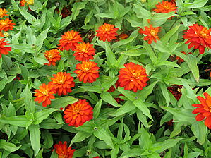 Zinnia 'Double Zahara Fire' Impossible d'afficher l'image