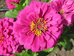 Zinnia 'Zesty Fuchsia' Impossible d'afficher l'image