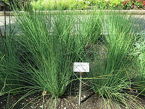 Impossible d'afficher l'image