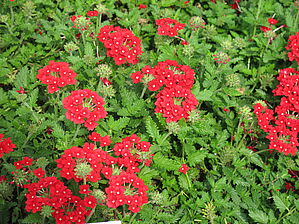 Verbena Superbena 'Scarlet Star' Impossible d'afficher l'image