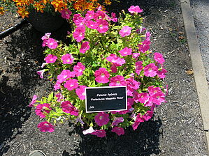 Impossible d'afficher l'image