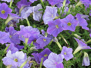 Petunia Supertunia 'Blue Skies' Impossible d'afficher l'image