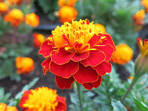 Tagetes Super Hero 'Spry' Impossible d'afficher l'image