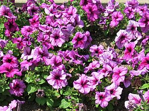 Petunia 'Tritunia Plum' Impossible d'afficher l'image