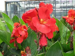 Impossible d'afficher l'image