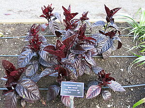 Pseuderanthemum 'Black Varnish' Impossible d'afficher l'image