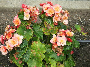Begonia Collection BEEL 0958 Impossible to display the image