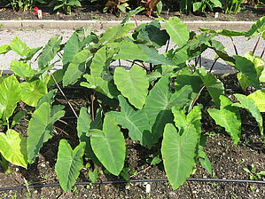 Impossible d'afficher l'image