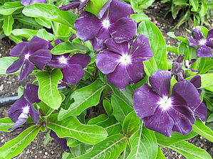 Impossible d'afficher l'image