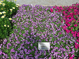 Impossible d'afficher l'image