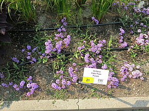 Verbena Cake Pops 'Purple' Impossible d'afficher l'image
