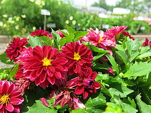 Impossible d'afficher l'image