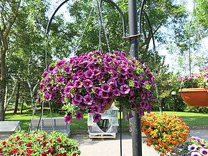 Impossible d'afficher l'image