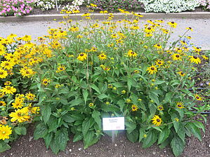 Rudbeckia 'Goldblitz' Impossible d'afficher l'image