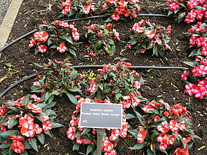 Impossible d'afficher l'image