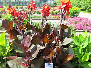 Impossible to display the image