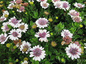 Osteospermum 'PasoDoble Pedro' Impossible d'afficher l'image