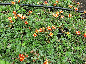 Portulaca 'Colorblast Mango Mojito' Impossible d'afficher l'image