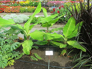 Impossible d'afficher l'image