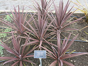 Impossible d'afficher l'image