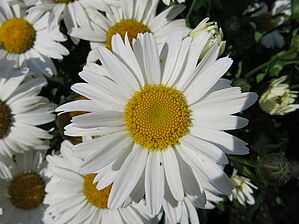 Impossible d'afficher l'image