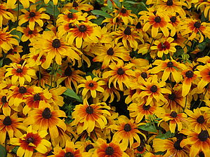 Rudbeckia Rising Sun (AS) 'Chestnut Gold' Impossible d'afficher l'image
