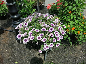 Impossible d'afficher l'image