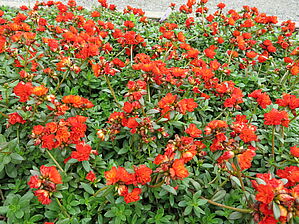 Portulaca 'Colorblast Double Scarlet' Impossible d'afficher l'image
