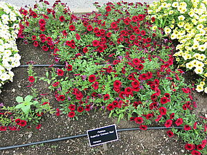 Impossible d'afficher l'image