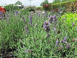 Impossible d'afficher l'image