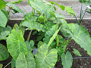 Impossible d'afficher l'image