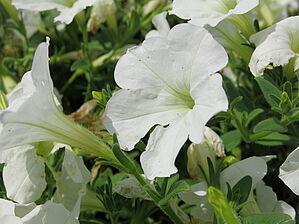 Impossible d'afficher l'image