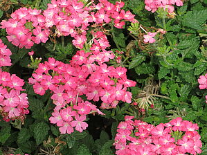Verbena Firehouse 'Pink' Impossible d'afficher l'image