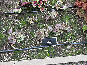 Begonia 'Flirty Girl' Impossible to display the image