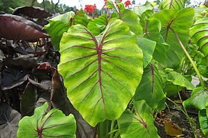 Impossible to display the image