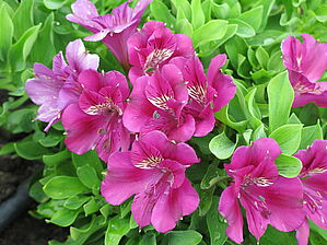 Alstroemeria 'Tamara' Impossible d'afficher l'image