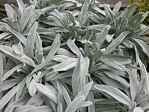 Stachys 'Bello Grigio' Impossible d'afficher l'image